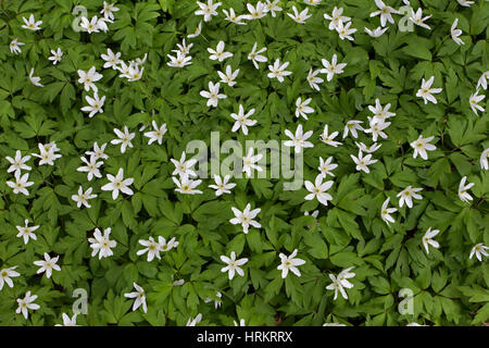 Il legno di anemoni, Anemone nemorosa ,, gruppo cresce nei boschi. Presa di aprile. Worcestershire, Regno Unito. Foto Stock