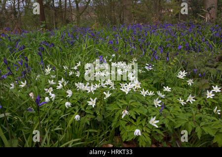 Il legno di anemoni, Anemone nemorosa ,, gruppo cresce in Bluebell legno in primavera. Presa di aprile. Worcestershire, Regno Unito. Foto Stock