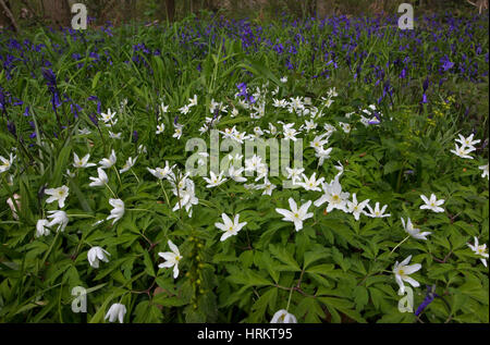 Il legno di anemoni, Anemone nemorosa ,, gruppo cresce in Bluebell legno in primavera. Presa di aprile. Worcestershire, Regno Unito. Foto Stock