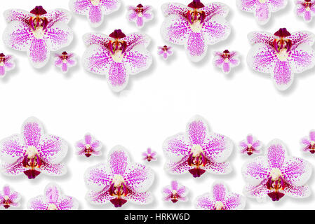 Vista dall'alto di molti splendidi fiori freschi di orchidea viola isolato su sfondo bianco con copia spazio nel centro dell'immagine. Lay piatto Foto Stock