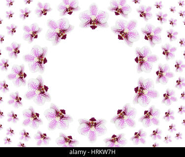 Vista superiore del motivo floreale fatta da molti splendidi fiori freschi di orchidea viola isolato su sfondo bianco con copia spazio nel centro dell'immagine. Appartamento Foto Stock