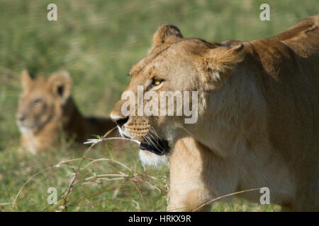 Lion cercando nel lato del telaio Foto Stock