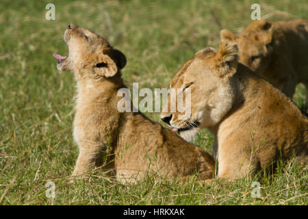 Lion cercando nel lato del telaio Foto Stock