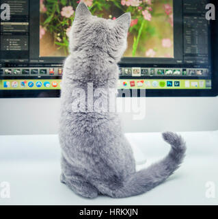 Un pedigree British Shorthair blu gattino. Foto Stock