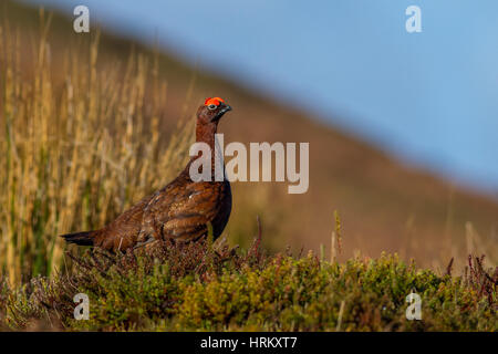 Maschio di gallo forcello rosso (lagopus lagopus) al sole su una brughiera dello Yorkshire, Regno Unito Foto Stock