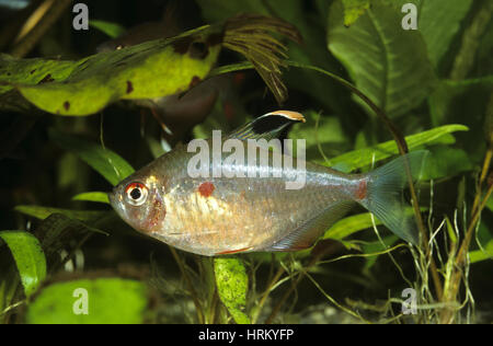 Fahnen-Kirschfleckensalmler, Kirschflecksalmler, Kirschfleck-Salmler, Perez-Salmler, Tetra Perez, Hyphessobrycon erythrostigma, Hyphessobrycon rubrost Foto Stock