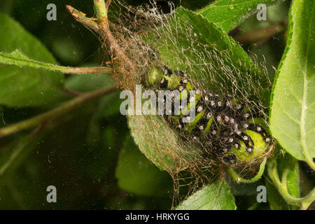 Kleines Nachtpfauenauge, Raupe beim Kokonbau, Kokon, Verpuppung, Puppenkokon, Saturnia pavonia, Eudia pavonia, Pavonia pavonia, piccola falena imperatore, ca Foto Stock