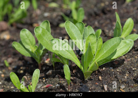 Ringelblume, Keimling, Keimlinge, junge Blätter, Blatt, Jungpflanze, Garten-Ringelblume, Calendula officinalis, calendula, sinopie, comune calendula Foto Stock