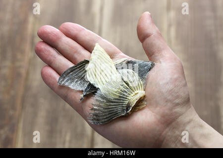 Essiccato blowfish alette per Hirezake (caldo giapponese bere sake ) Foto Stock