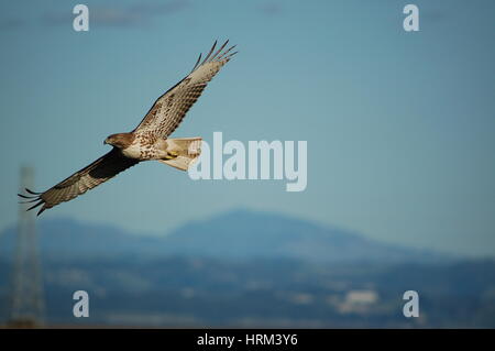 Un Rosso Tailed Hawk soaring attraverso il cielo a Las Gallinas igiene stagni a San Rafael, CA. Foto Stock
