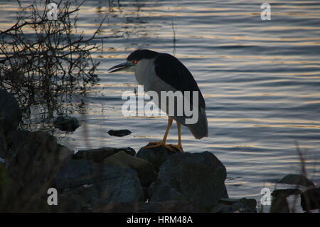 Nitticora seduti sulle canne Foto Stock