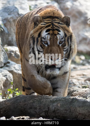 Un grande tigre siberiana si avvicina, l'immagine verticale di grandi felini Tigre Siberiana - Tigre dell'Amur Foto Stock