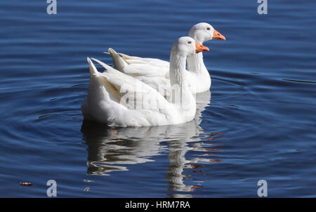 Due oche bianco nuoto su un laghetto Foto Stock