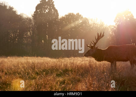 Red Deer in Richmond Park, Londra Foto Stock