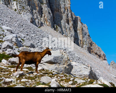 Il camoscio sulla cima di una montagna a Fuente De nel Parco Nazionale Picos de Europa Cantabria Spagna settentrionale Foto Stock