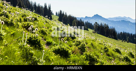 Western "Pasque fiori punteggiano il pendio erboso vicino a Sunrise Lodge, il Parco Nazionale del Monte Rainier, Washington, Stati Uniti d'America. Foto Stock