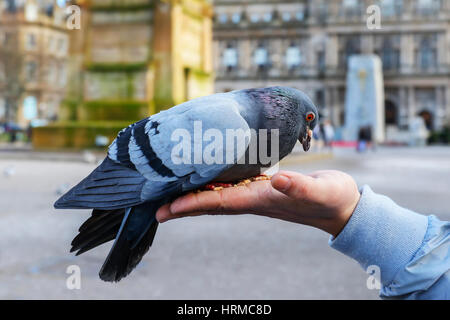 Alimentazione e selvatici piccioni semi in George Square, Glasgow, Scozia Foto Stock