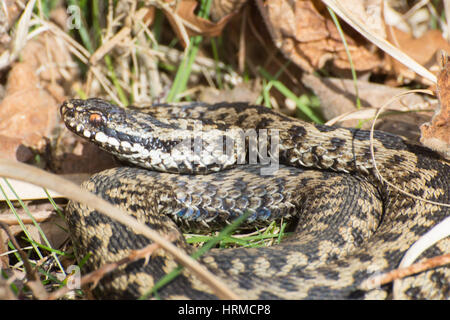 Close-up di sommatore maschio (Vipera berus) nel Surrey brughiera Foto Stock