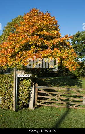 Albero di castagno sul sentiero pubblico su una soleggiata giornata autunnale, Inghilterra Foto Stock