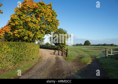 Albero di castagno su una soleggiata giornata autunnale Foto Stock