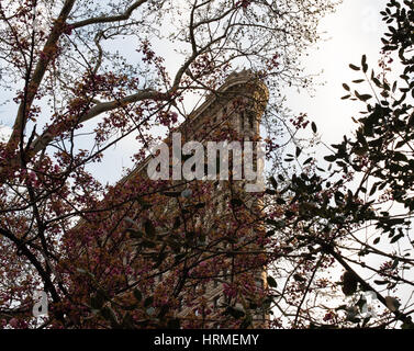 Flatiron Building in primavera Foto Stock