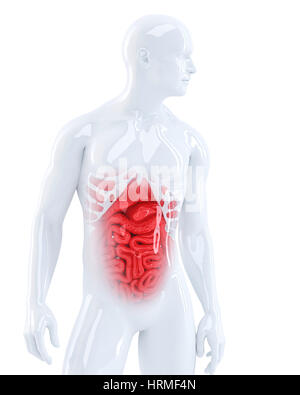 3d uomo visualizzando i suoi organi interni. Illustrazione medica. Isolato. Contiene il percorso di clipping Foto Stock
