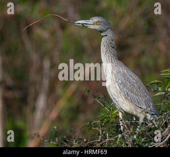 Heron notturno giovane con corona gialla, Nyctanassa violacea, con bastoncino per nidificare nel becco su bastoncini di mangrovie sulle zone umide Foto Stock