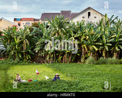 Le donne il raccolto di basilico fresco nel loro orto. Hoi An, Quang Nam Provincia, Vietnam. Foto Stock