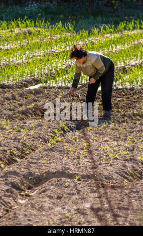 Una donna che lavorano sui campi nella campagna di Corfu Grecia,piantare i suoi ortaggi e mais. Foto Stock