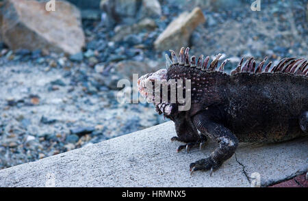 Iguana, san Tommaso, Isole Vergini USA, Caraibi Foto Stock