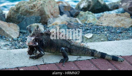 Iguana, san Tommaso, Isole Vergini USA, Caraibi Foto Stock