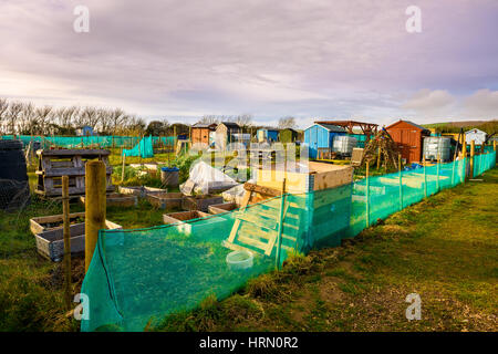 Alotments a Braunton, North Devon, Inghilterra. Foto Stock