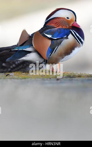 Berlino, Germania. 3 Mar, 2017. Un Anatra di mandarino si siede al sole al fiume Sprea a Berlino, Germania, 3 marzo 2017. Foto: Paolo Zinken/dpa/Alamy Live News Foto Stock