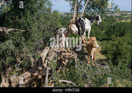 Moroccos famoso capre nell'Argan alberi sulla strada tra Marrakesh (Marrakech) e Essaouira Foto Stock