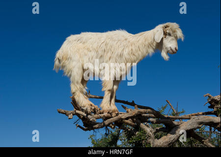 Moroccos famoso capre nell'Argan alberi sulla strada tra Marrakesh (Marrakech) e Essaouira Foto Stock