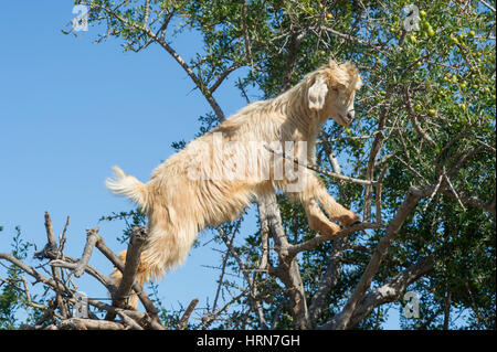 Moroccos famoso capre nell'Argan alberi sulla strada tra Marrakesh (Marrakech) e Essaouira Foto Stock