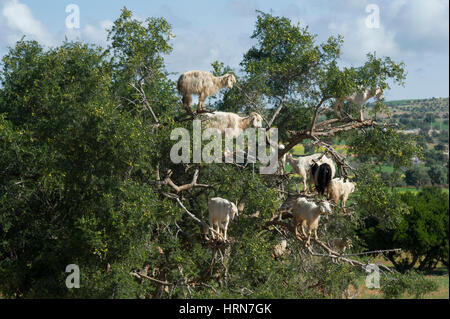 Moroccos famoso capre nell'Argan alberi sulla strada tra Marrakesh (Marrakech) e Essaouira Foto Stock