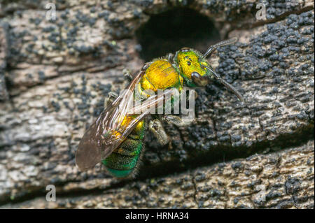 Una femmina di sudore Bee (Augochlora pura) esplora una cavità in un registro di morti. Foto Stock