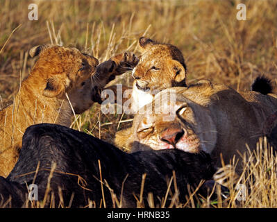 Lion cubs play-fighting mentre leonessa feste uccidere in Masai Mara Conservancies, maggiore Mara, Kenya, Africa Foto Stock