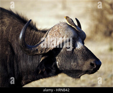 Buffalo con giallo-fatturati Oxpecker nel Masai Mara Conservancies, maggiore Mara, Kenya, Africa Foto Stock