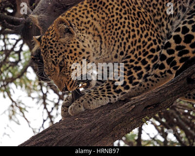 Close-up di leopard mangiare warthog kill nella struttura ad albero nel Masai Mara Conservancies, maggiore Mara, Kenya, Africa Foto Stock