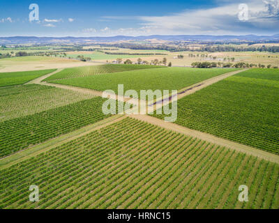 Vista aerea direttamente al di sopra di un vigneto in Valle di Yarra, Melbourne, Australia. Una famosa regione vinicola che produce vini di tutto il mondo. Foto Stock