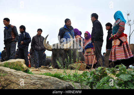 SAPA, Vietnam - Febbraio 22, 2013: Uomini non identificati vendendo un bufalo Bac ha sul mercato. Il mercato è una destinazione imperdibile per tutti i viaggiatori in vie Foto Stock