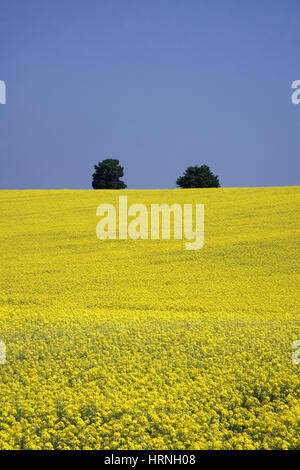 Campo di olio di colza con due alberi di quercia in cima.(Brassica naps) colori primaverili brillanti e vivaci. Herefordshire paesaggio. Fotogramma intero. "Isole". Foto Stock