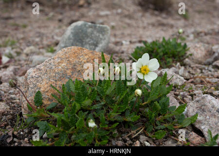 Mountain Avens, Dryas octopetala, unico impianto crescente tra gli scogli. Presa di giugno. Il Cairngorms, Scotland, Regno Unito. Foto Stock