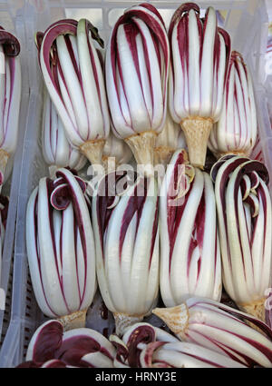 Scatola con un sacco di tipico radicchio rosso (chiamato radicchio tardivo) di Treviso in Italia del nord in inverno Foto Stock