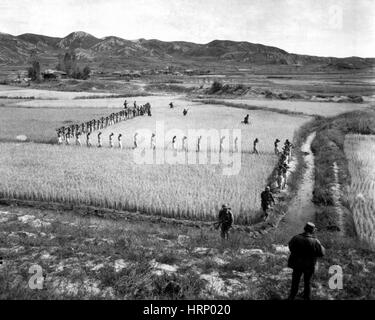 Guerra di Corea, nord coreana POW, 1950 Foto Stock