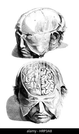 Anatomia humani corporis, tabella 05, 1690 Foto Stock