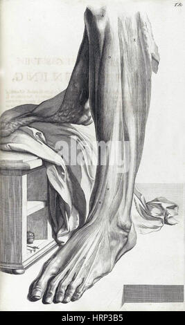 Anatomia humani corporis, tabella 80, 1690 Foto Stock