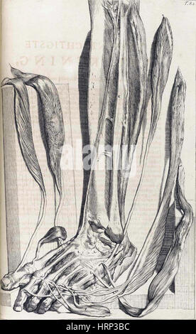 Anatomia humani corporis, tabella 82, 1690 Foto Stock